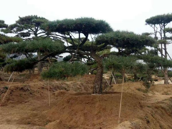 濟(jì)南市鋼城區(qū)晟瑞祥園林有限公司是一家從事造型景觀松
